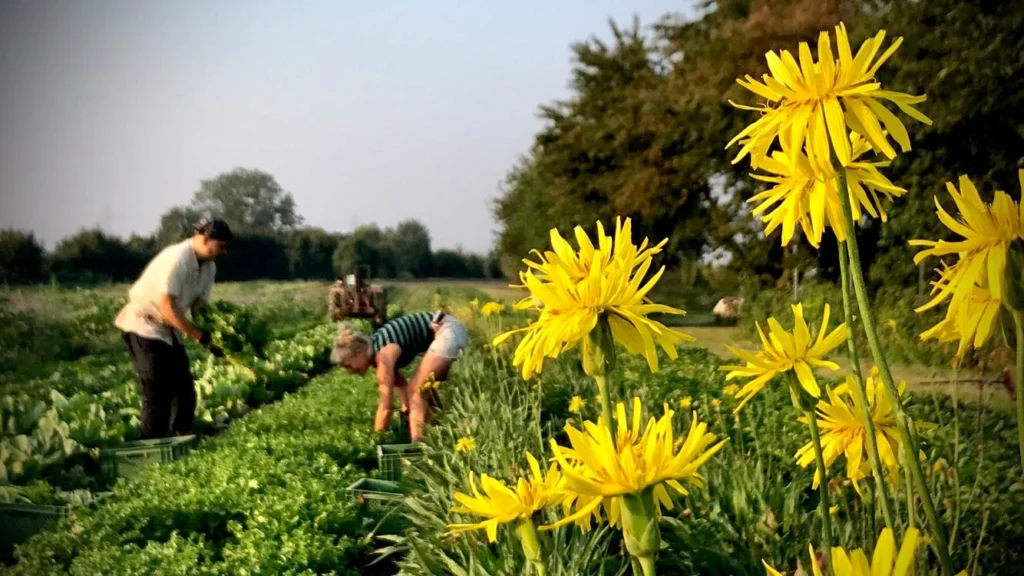 Handarbeit im Gemüsebau: Große, leuchtend gelbe Blüten im Vordergrund, während zwei Mitglieder der Gartencoop im Hintergrund konzentriert das Feld pflegen.