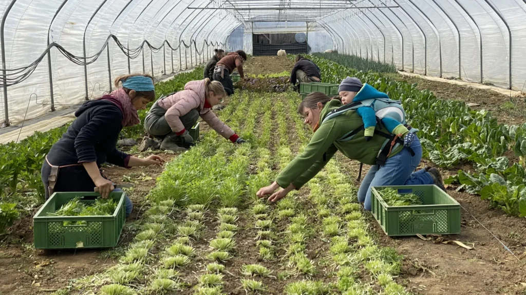 Gemeinschaftliche Landwirtschaft für alle Generationen: Mehrere Mitglieder der Gartencoop ernten zusammen frisches Grün im großen Folientunnel – eine Gärtnerin trägt dabei ihr Baby im Tragetuch auf dem Rücken.