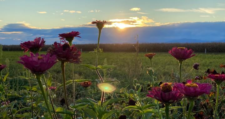 Idyllische Abendstimmung in der Landwirtschaft: Dunkelpinke Zinnien blühen auf dem Acker der Gartencoop im warmen, goldenen Licht der tiefstehenden Sonne.