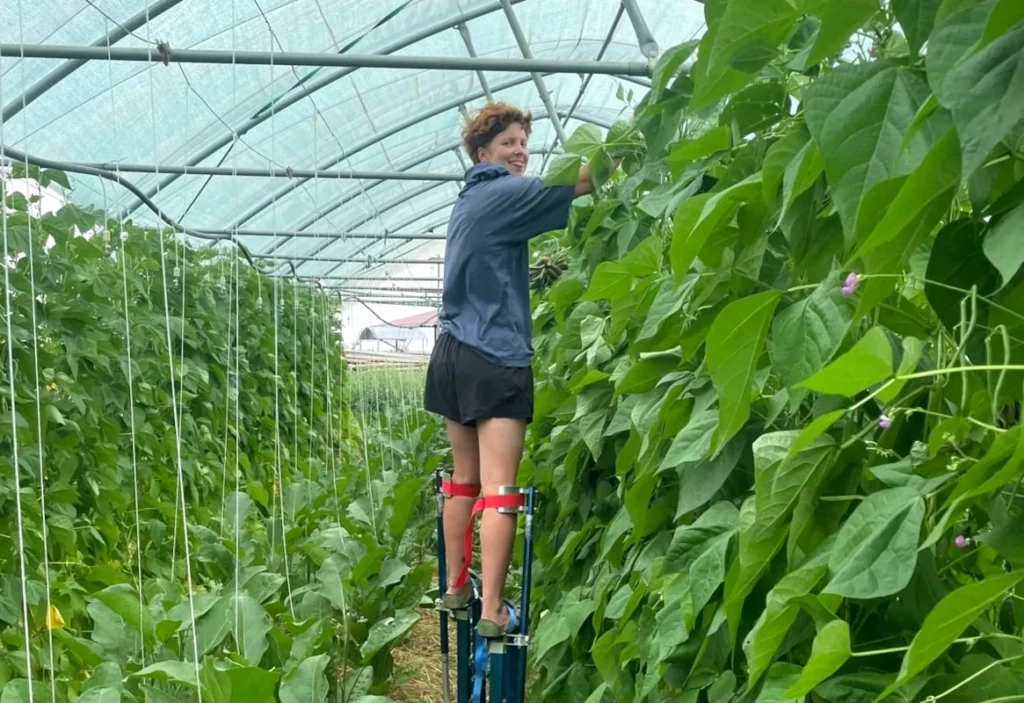 Hoch hinaus im Gewächshaus: Eine Gärtnerin arbeitet auf Stelzen, um die hohen Stangenbohnen im Folientunnel des Luzernenhofs zu pflegen und hochzuleiten.