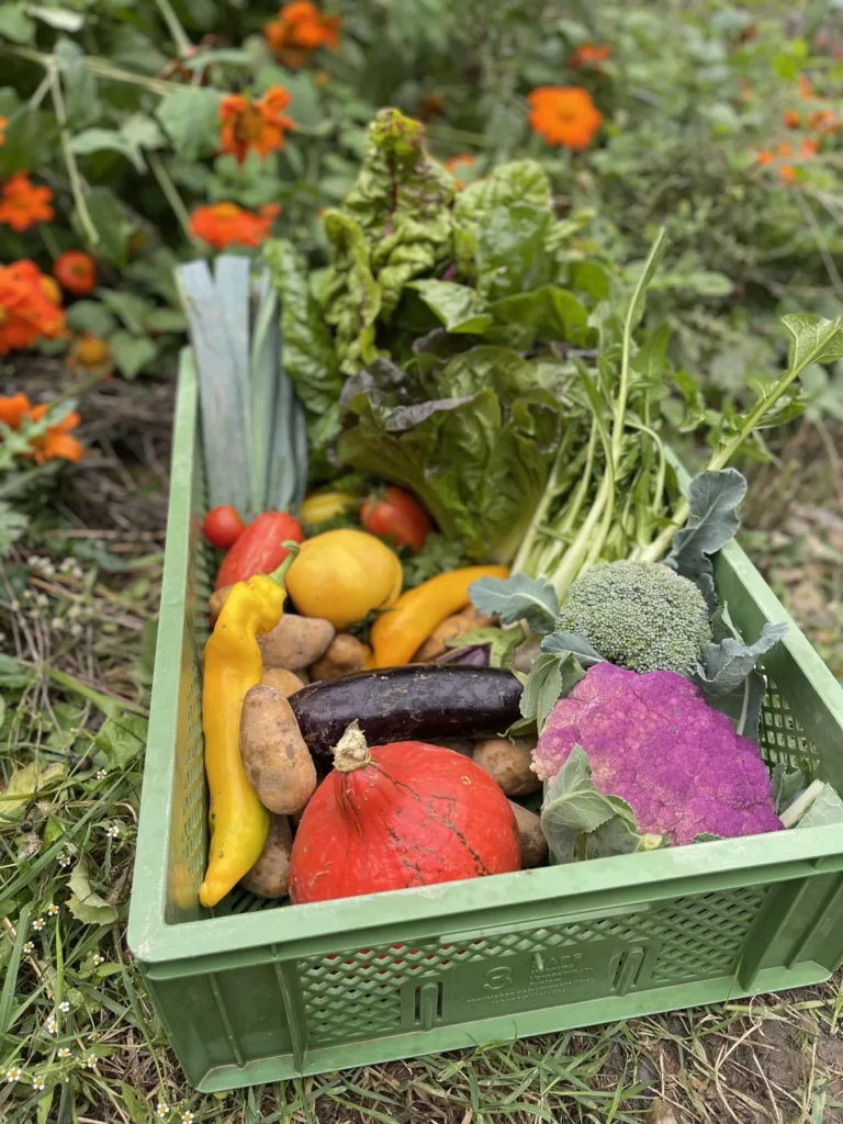 Frische Vielfalt aus dem eigenen Anbau: Eine grüne Erntekiste der Gartencoop, prall gefüllt mit buntem, knackigem Gemüse wie Kürbis, lila Blumenkohl, Paprika, Auberginen und frischem Salat.
