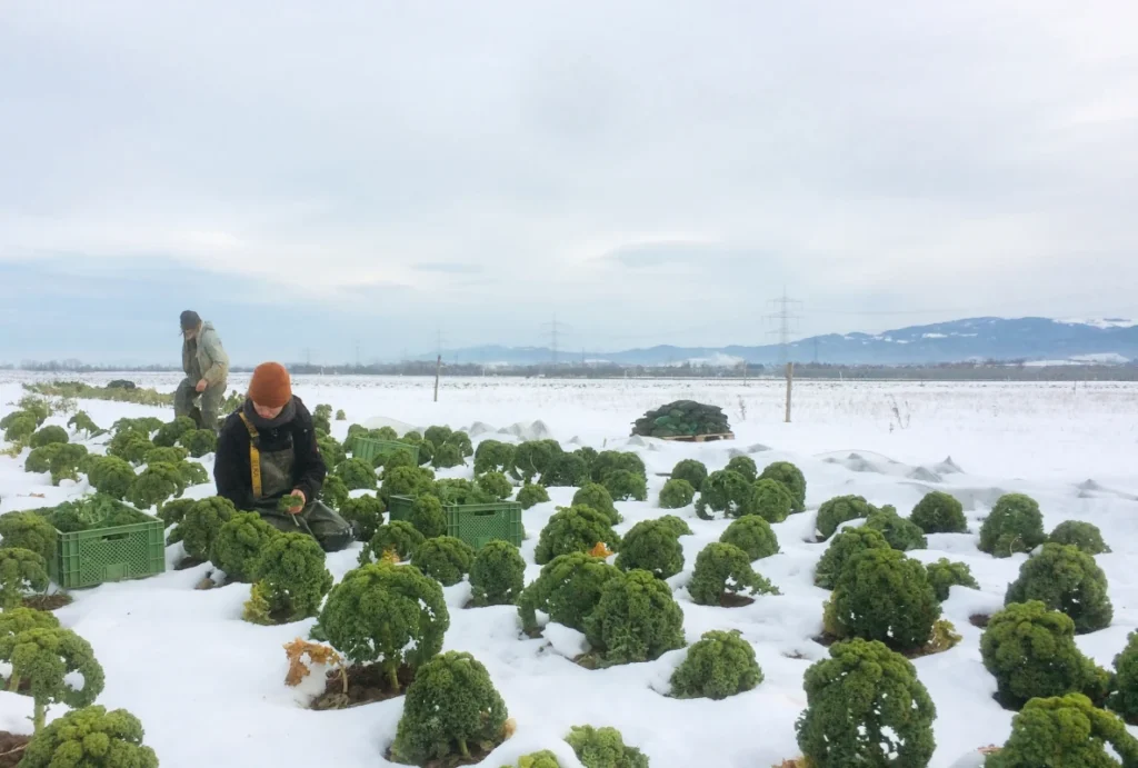 Frisches Wintergemüse trotz Kälte: Erntehelfer schneiden Grünkohl im tiefen Schnee auf dem Acker der Solawi Luzernenhof – regionale Versorgung rund ums Jahr.