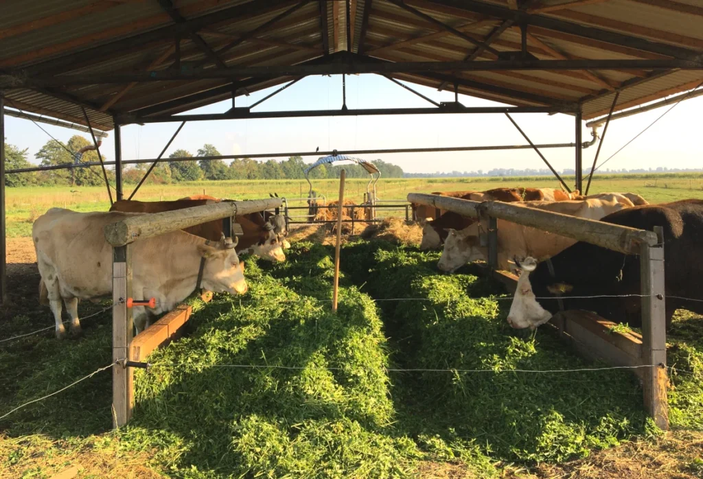 Artgerechte Tierhaltung: Eine Herde Kühe frisst entspannt frisches Grünfutter im offenen, sonnendurchfluteten Laufstall des Luzernenhofs – die Basis für den lebendigen Hofkreislauf.