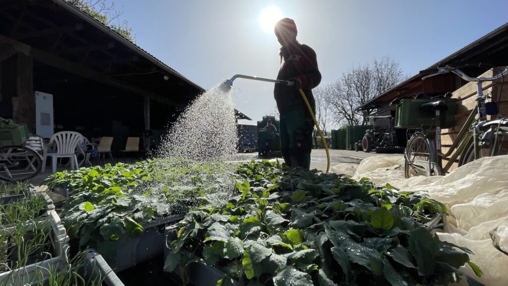 Giesen von Jungpflanzen der gartencoop im Gegenlicht