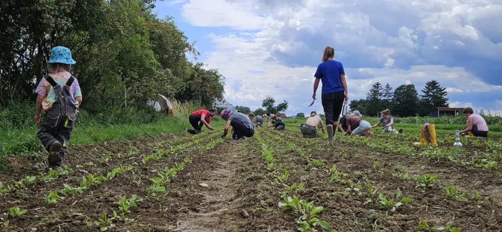 Solidarische Landwirtschaft in Aktion: Eine große Gruppe Helfer pflegt gemeinsam die langen Gemüse-Reihen auf dem weitläufigen Feld der Gartencoop, während im Vordergrund ein Kleinkind in bunter Kleidung über den Acker spaziert.