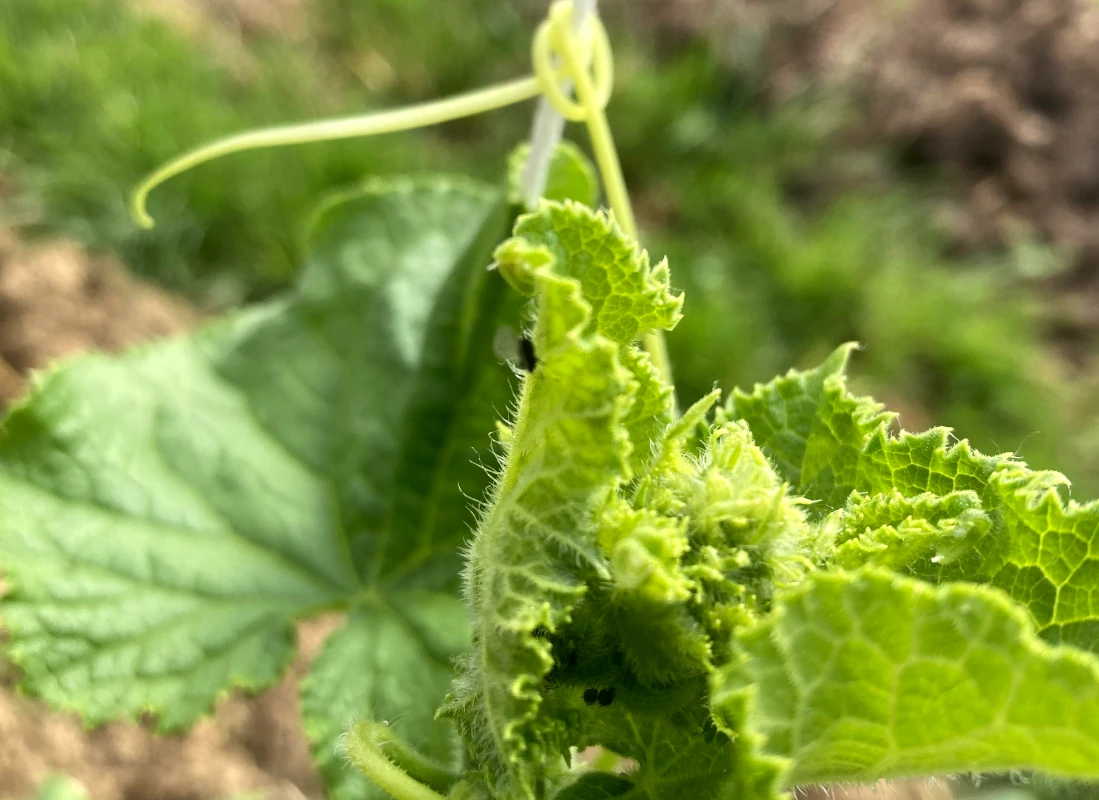 Faszinierendes Pflanzenwachstum: Nahaufnahme eines jungen, feinen Gurkentriebs mit spiralförmiger Ranke, der im Luzernenhof dem Licht entgegenwächst.