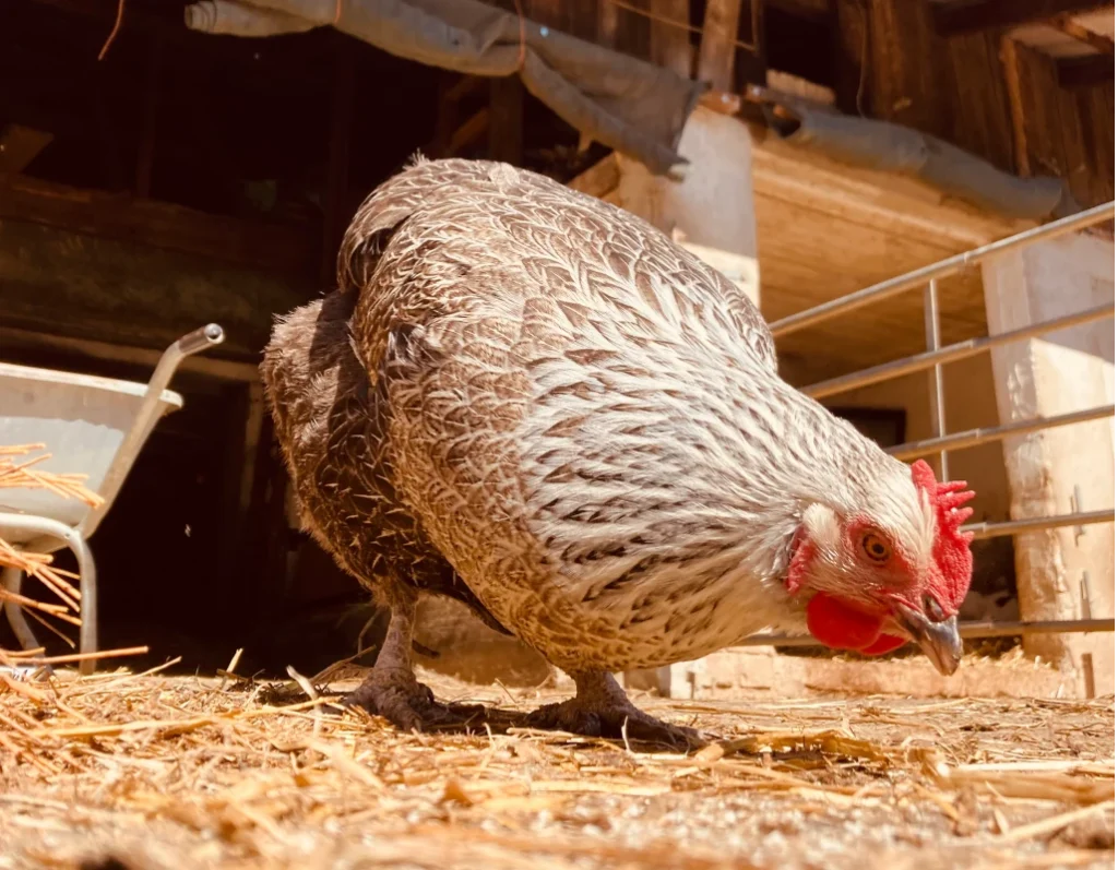 Artgerechte Tierhaltung hautnah: Ein Huhn pickt neugierig im Stroh auf dem Hof der Solawi Luzernenhof – ein wichtiger Teil des ökologischen Hofkreislaufs.