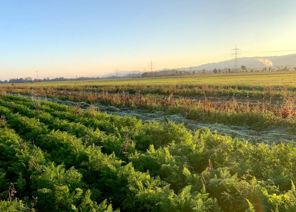 Stimmungsvoller Ackerbau: Blick über die grünen Reihen der Karottenbeete auf dem Luzernenhof, die in warmes, goldenes Morgenlicht getaucht sind.