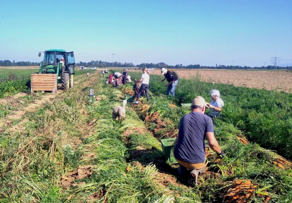 Gelebte Solidarische Landwirtschaft: Viele Mitglieder helfen gemeinsam bei der großen Karottenernte auf dem Feld des Luzernenhofs, unterstützt von einem Traktor mit Erntekisten.