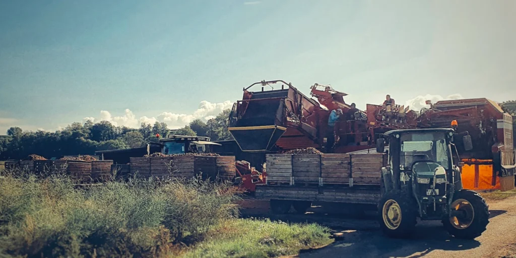 Hochbetrieb auf dem Acker: Maschinelle Kartoffelernte beim Luzernenhof, wo die frischen Knollen direkt über Förderbänder in große Holzkisten verladen werden.