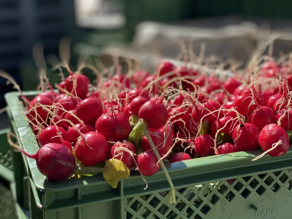 Knackige Frische direkt vom Feld: Eine prall gefüllte, grüne Erntekiste mit leuchtend roten, frisch geernteten Radieschen aus dem ökologischen Anbau der Gartencoop im strahlenden Sonnenlicht.
