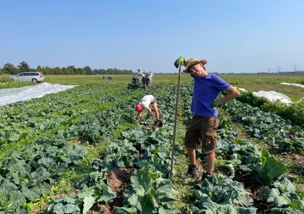 Gut gelaunte Feldarbeit: Ein Gärtner stützt sich lachend auf seine Hacke im Kohlfeld des Luzernenhofs, während das Team im Hintergrund bei sommerlichem Wetter das Unkraut reguliert.