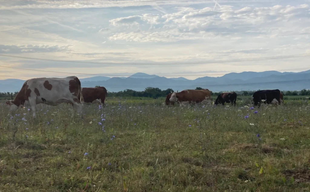 Artgerechte Weidehaltung: Eine Kuhherde grast entspannt auf einer blühenden Wiese des Luzernenhofs vor dem Panorama des Schwarzwalds.