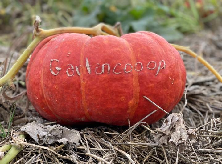 Stolze eigene Ernte: Ein leuchtend orangefarbener Kürbis liegt auf trockenem Feldgras, in dessen Schale liebevoll der Schriftzug "Gartencoop" eingeritzt wurde.