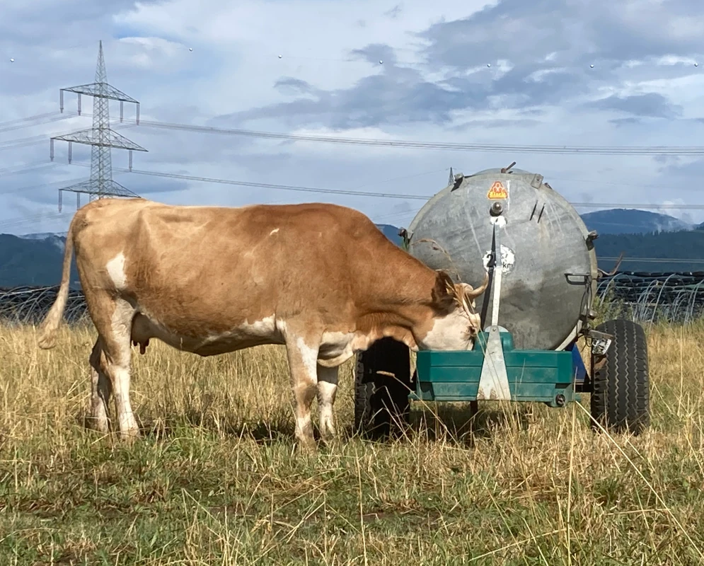 Erfrischung auf der Weide: Eine Kuh trinkt genüsslich am mobilen Wasserfass auf den Flächen des Luzernenhofs – Weidehaltung unter freiem Himmel.