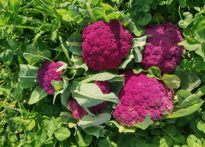 Bunte Gemüsevielfalt: Mehrere leuchtend violette Blumenkohl-Köpfe wachsen gesund umgeben von viel Grün auf dem naturnah bewirtschafteten Feld der Gartencoop.