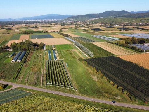 Eine Solidarische Landwirtschaft in Mengen