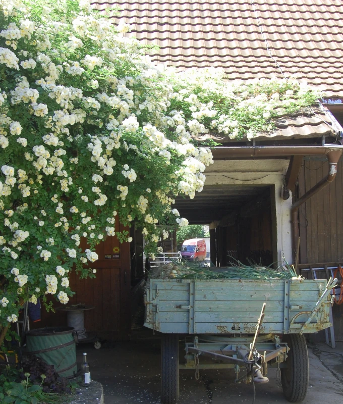 Sommerliche Hofatmosphäre: Ein üppig blühender, weißer Rosenbusch überdacht einen Anhänger voller frisch geernteter Zwiebeln im Innenhof der Solawi Luzernenhof.