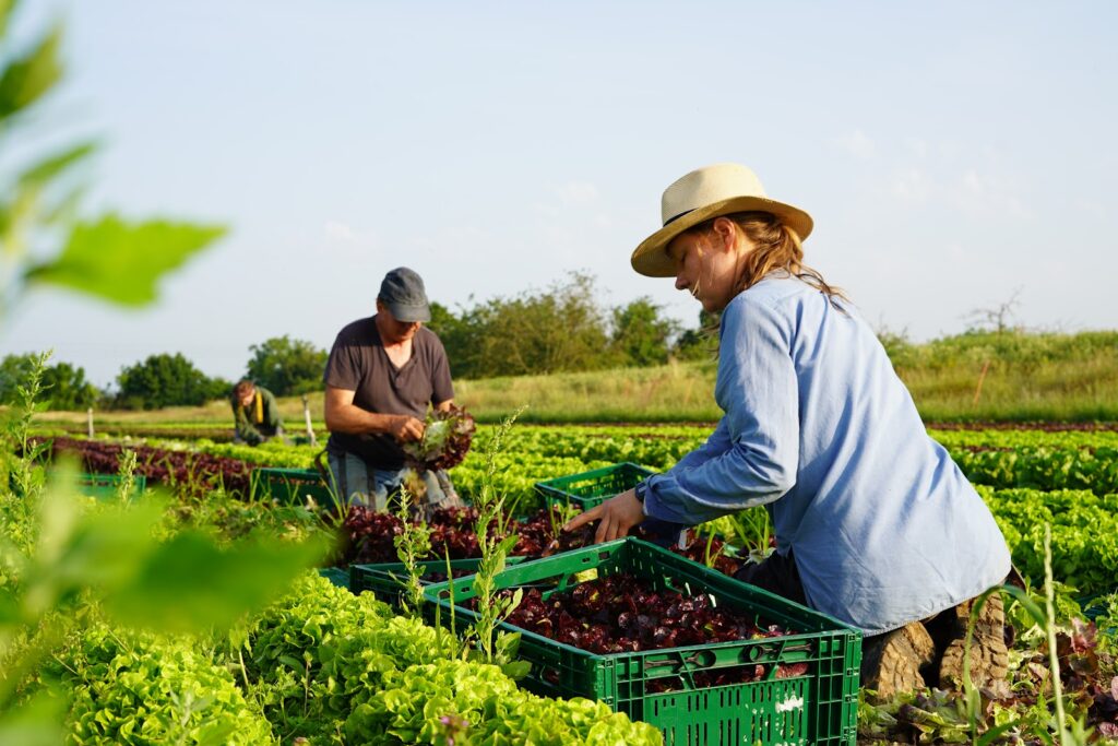 Frische Salaternte im Sonnenschein: Gärtnerin schneidet roten Salat direkt auf dem Acker für die Piluweri Gemüsekisten.