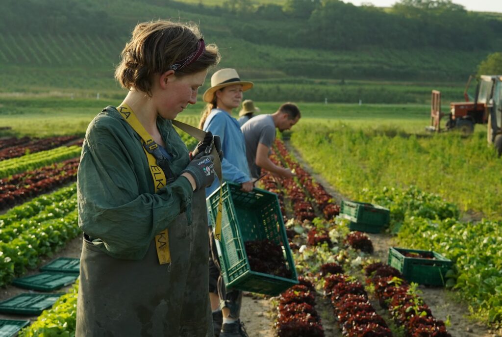 Gärtnerin bei der sorgfältigen Handernte von frischem Salat auf dem Feld der Demeter-Gärtnerei Piluweri eG.