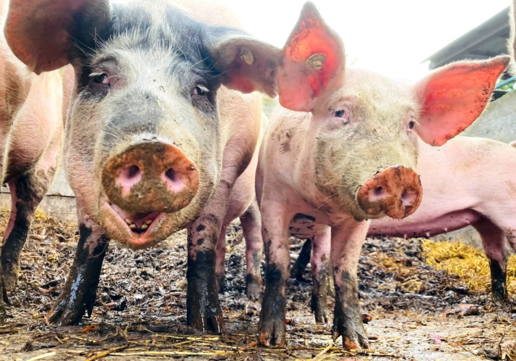 Tierwohl im Fokus: Zwei neugierige Schweine in artgerechter Haltung schauen auf dem Luzernenhof direkt in die Kamera – Bio-Landwirtschaft zum Anfassen.