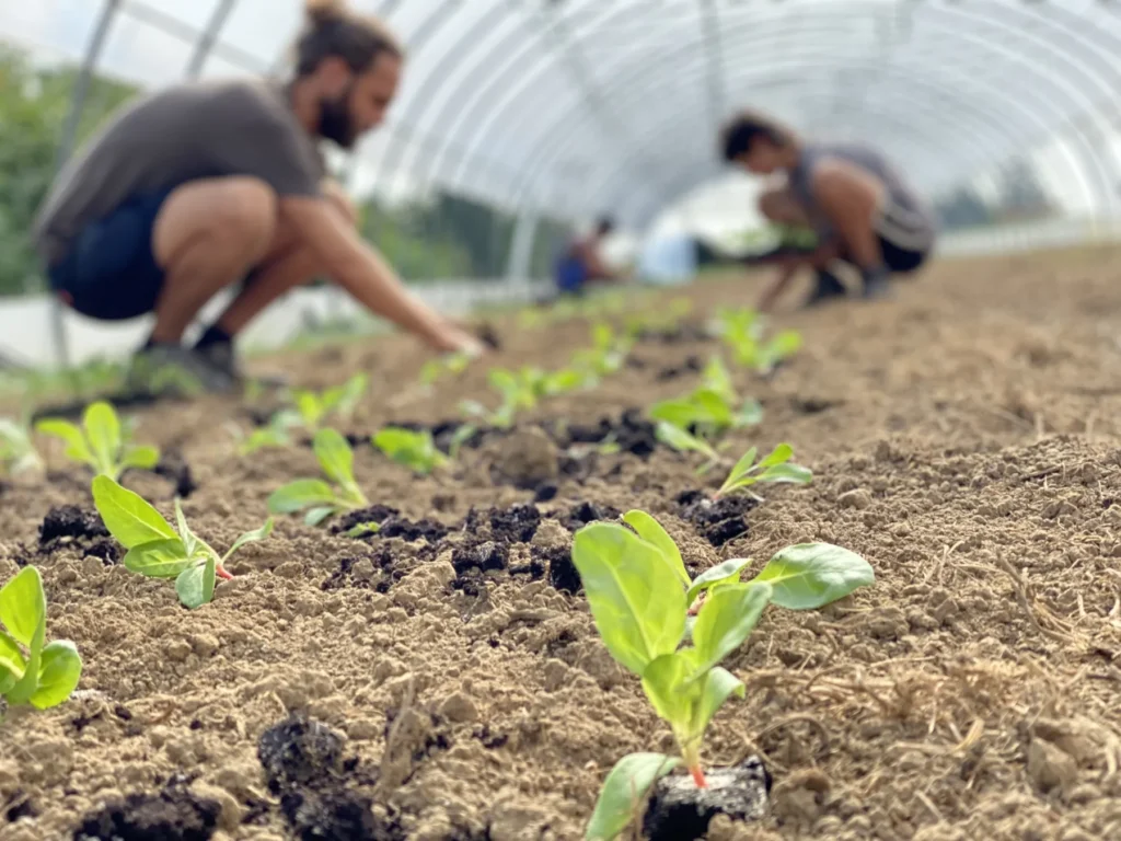 Gemeinsamer Anbau im Folientunnel: Nahaufnahme von jungen, frisch gepflanzten Setzlingen in der Erde, während im Hintergrund zwei Mitglieder der Gartencoop konzentriert weitere Pflanzen setzen.