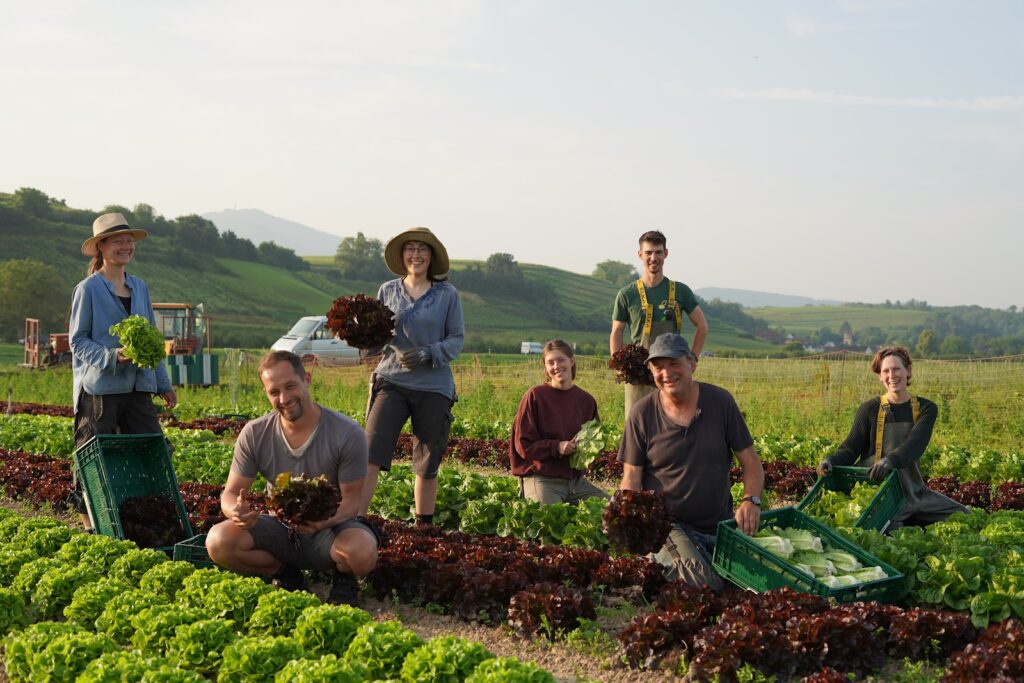 Das Team der Piluweri eG steht gemeinsam im Salatfeld in Hügelheim und präsentiert stolz die frische Ernte – Gemeinschaft und Landwirtschaft.