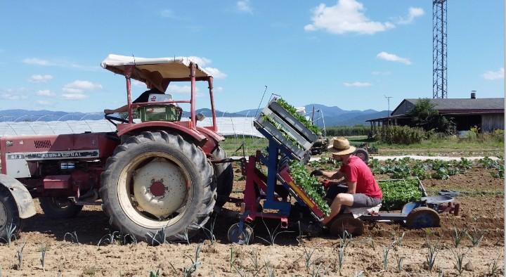 Teamwork auf dem Acker: Ein roter Traktor zieht eine Pflanzmaschine, auf der ein Gärtner der Gartencoop bei strahlendem Sonnenschein konzentriert junge Setzlinge in die Erde bringt.