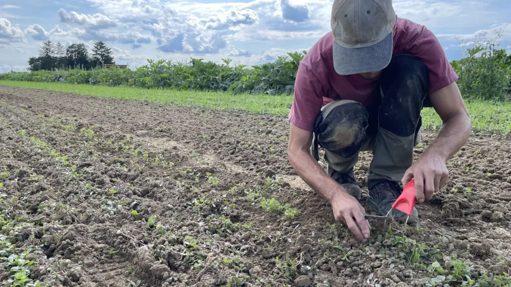 Ökologischer Anbau in Handarbeit: Ein Mitglied der Gartencoop kniet auf dem Acker und jätet konzentriert mit einem Handwerkzeug schonend das Unkraut zwischen den jungen Gemüsepflänzchen.