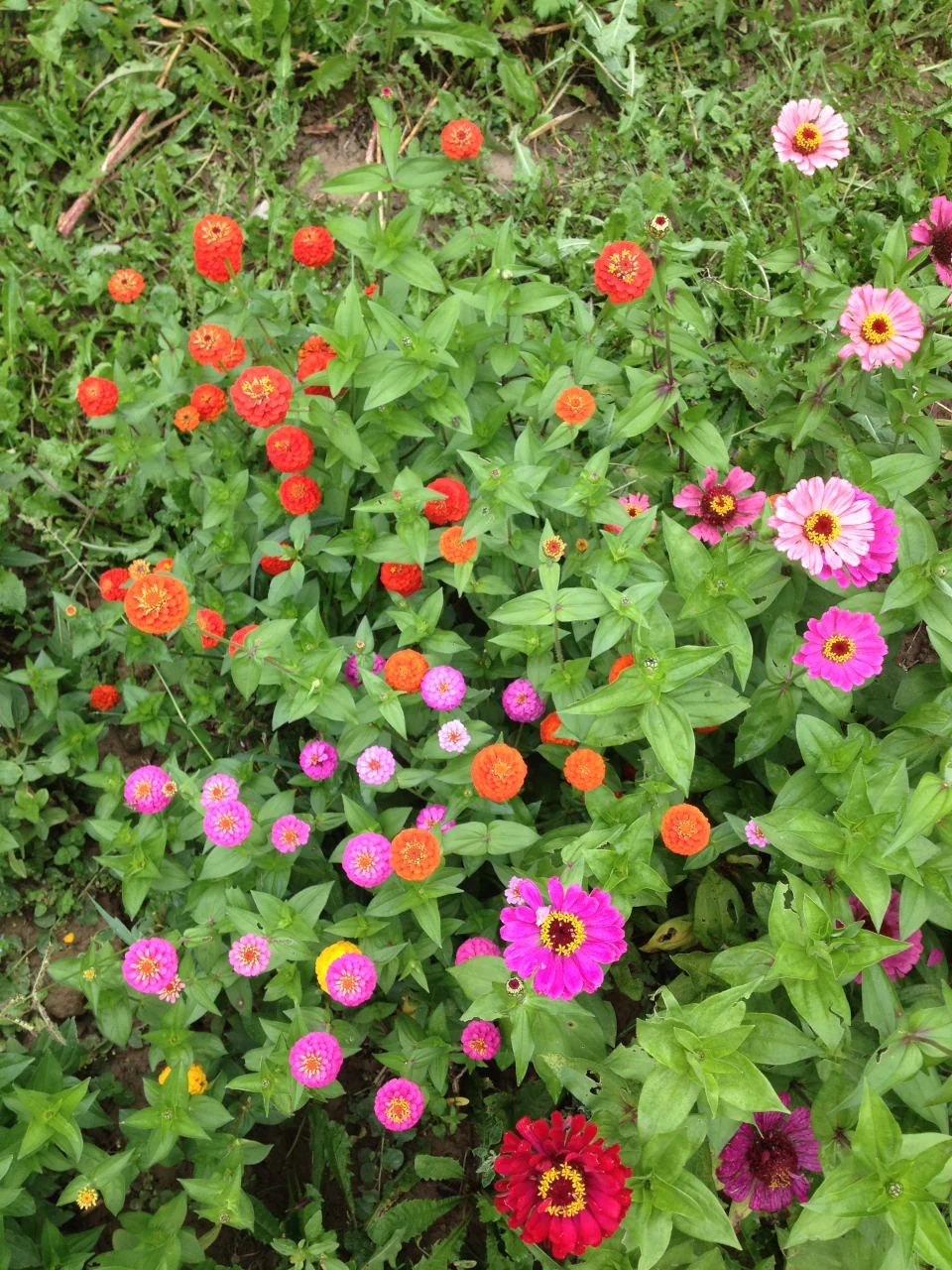 Bunte Blüten aus der Blühmischung vom Luzernenhof auf dem Acker mit saftig grünen Blättern