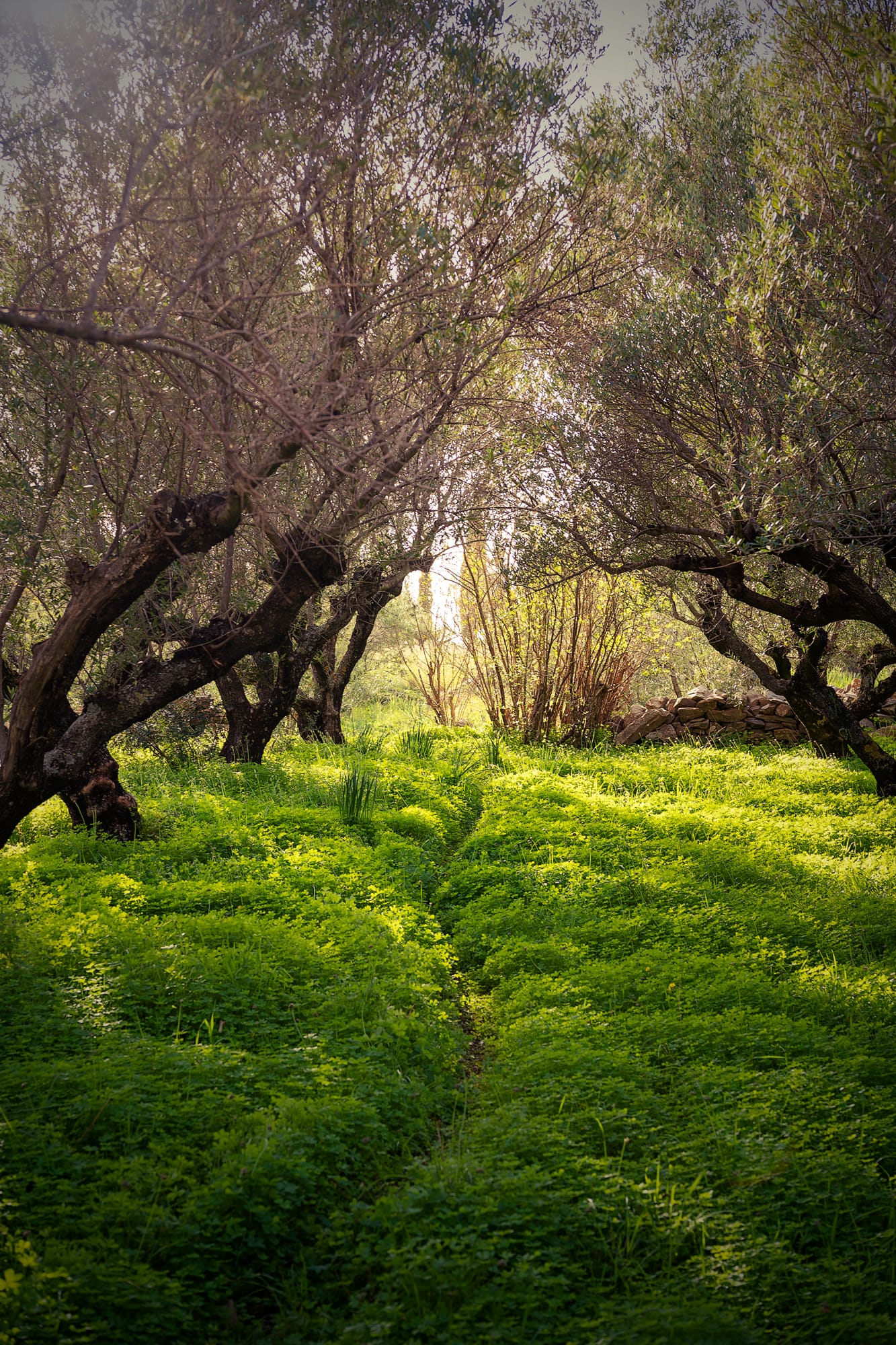 Olivenhain im saftigen grünen Wiese im Gegenlicht in Griechenland von Greengoldengold