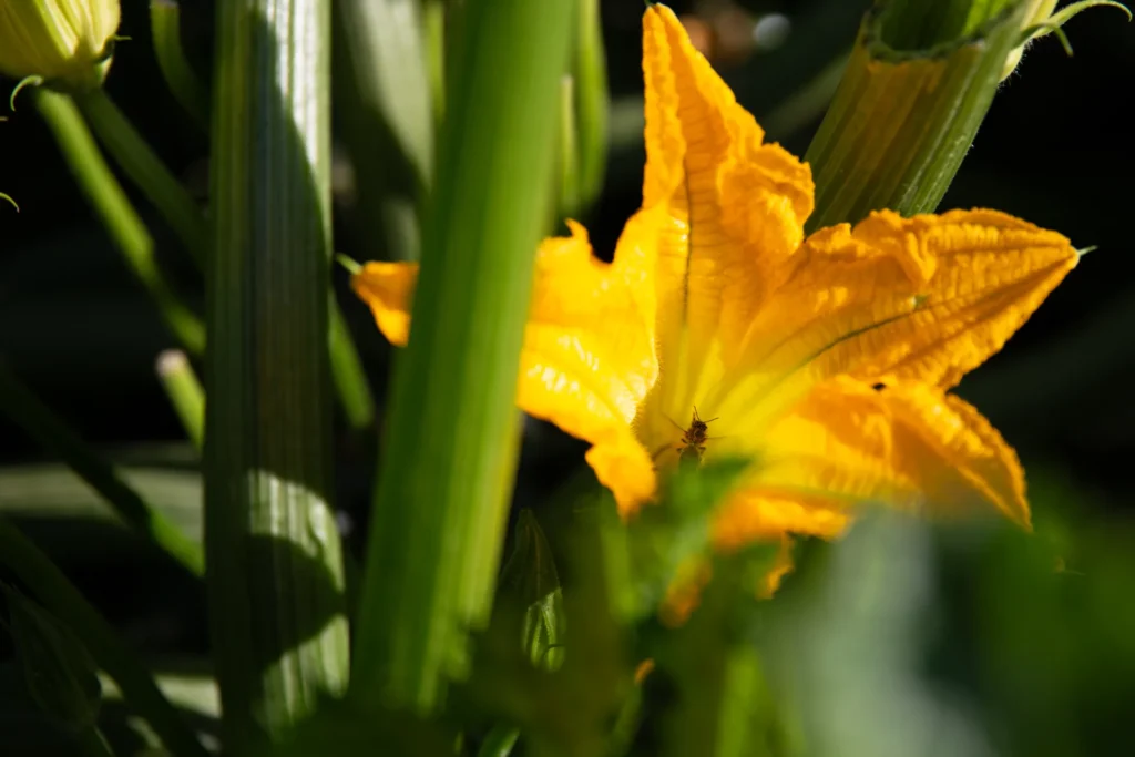 Nahaufnahme einer leuchtend gelben Zucchiniblüte im Lebensgarten Dreisamtal, die von einem Insekt bestäubt wird – ein Zeichen für ökologischen Gemüseanbau.
