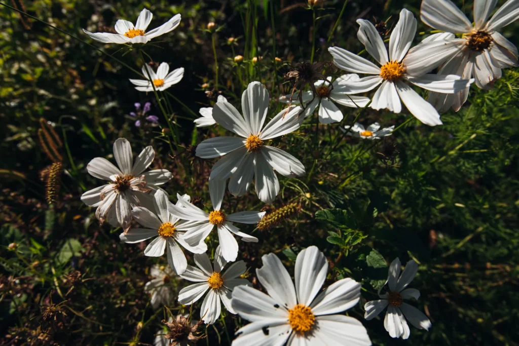 Weiße Kosmeen (Schmuckkörbchen) blühen im Sonnenlicht als insektenfreundlicher Blühstreifen auf dem Acker des Lebensgarten Dreisamtal.