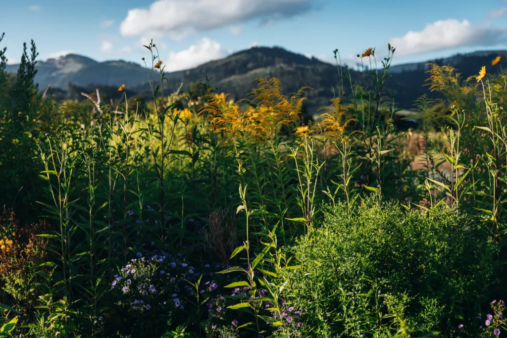 Buntes Wildblumenbeet mit gelber Goldrute und lila Astern im Lebensgarten Dreisamtal vor der malerischen Bergkulisse des Schwarzwalds.