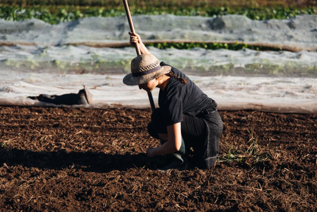 Manuelle Bodenpflege: Eine Gärtnerin kniet auf dem Feld des Lebensgarten Dreisamtal und bearbeitet den Boden konzentriert mit einer Hacke, im Hintergrund liegen weiße Vliesabdeckungen.