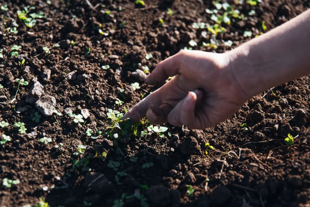 Nahaufnahme einer Hand, die vorsichtig kleine, frische Keimlinge in der dunklen, fruchtbaren Erde auf dem Acker des Lebensgarten Dreisamtal prüft.