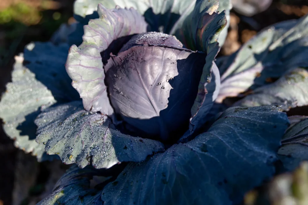 Frischer Rotkohl mit Morgentau: Nahaufnahme eines knackigen, erntereifen Kohlkopfes auf dem Acker des Lebensgarten Dreisamtal, beleuchtet von der Sonne.