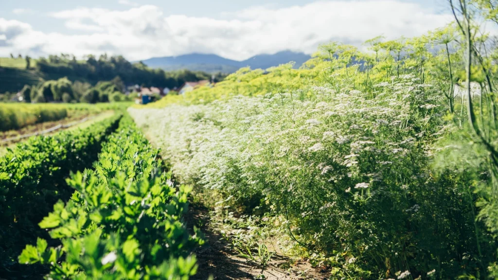 Ein tief fotografiertes Kräuterbeet der Piluweri eG mit Blick nach Hügelheim und Petersilie sowie blühendem Dill