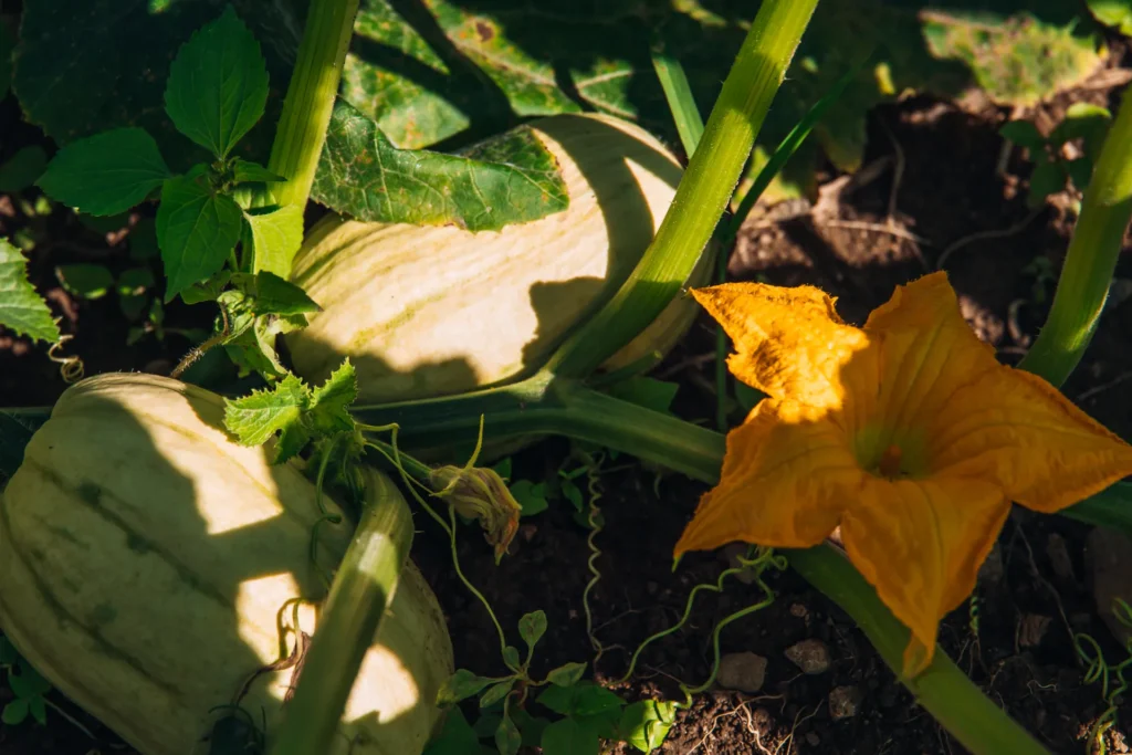 Reifende Kürbisse und eine große, leuchtend gelbe Blüte wachsen zwischen grünen Blättern auf dem fruchtbaren Boden des Lebensgarten Dreisamtal.