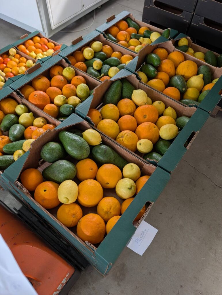 Vorbereitung für den Transport: Zahlreiche gepackte Teikei-Mischkisten stehen im Lager auf Kreta bereit, gefüllt mit frischen Bio-Orangen, Zitronen und Avocados.