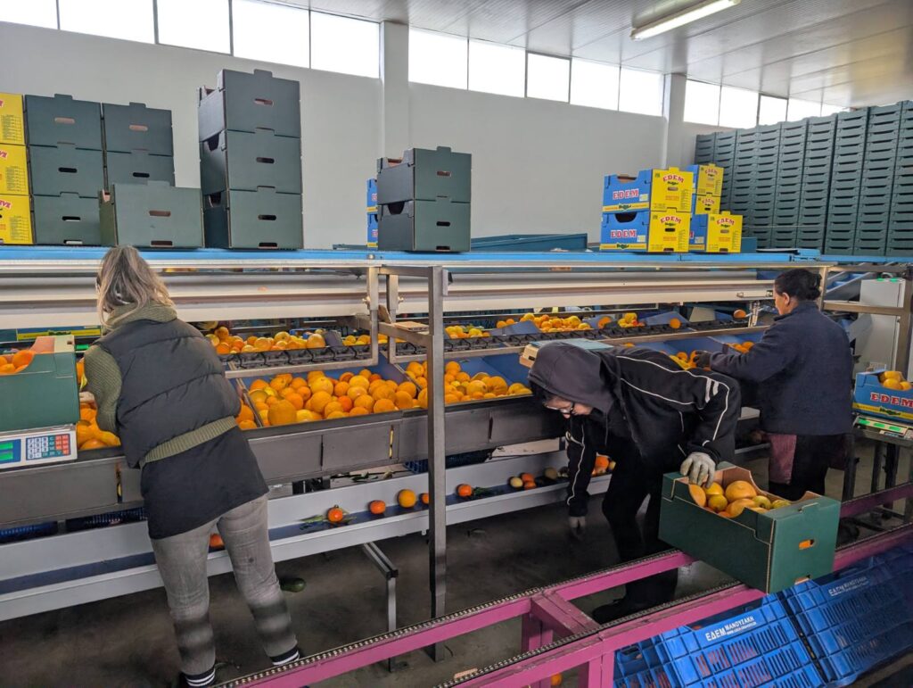 Handarbeit im Ursprung: Erntehelfer sortieren im Sammellager auf Kreta sorgfältig frische Orangen am Fließband und verpacken sie für den direkten Transport.