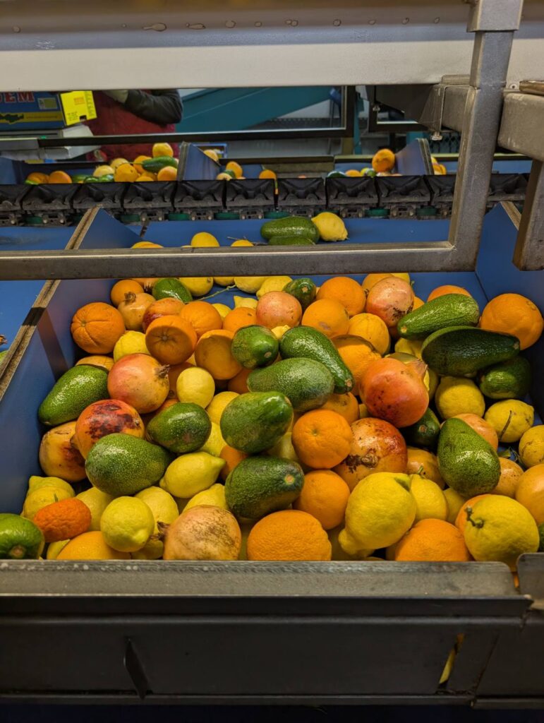 Bunte Erntevielfalt: Granatäpfel, Avocados, Zitronen und Orangen liegen gemischt auf dem blauen Sortierband der Kooperative auf Kreta – bereit für die Teikei-Kampagne.