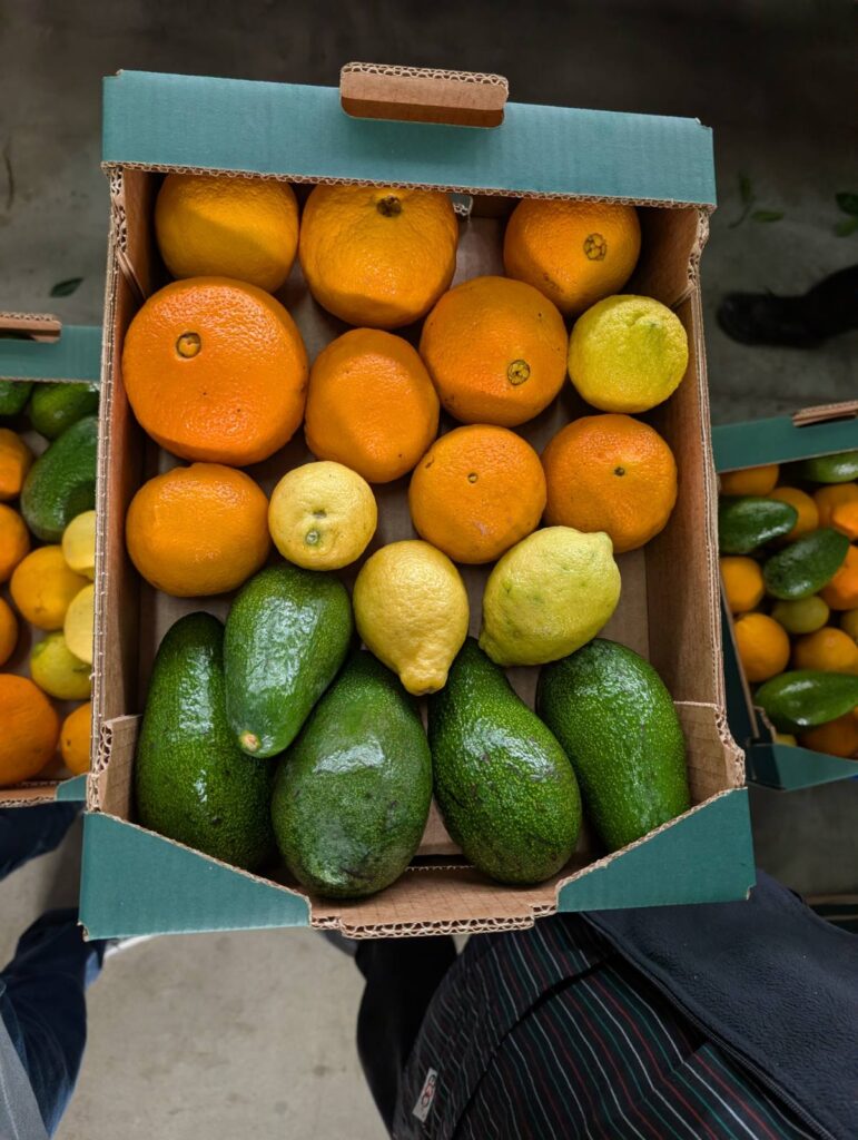 Frische Vitamine im Winter: Eine geöffnete Teikei-Mischkiste prall gefüllt mit leuchtenden Orangen, gelben Zitronen und grünen Avocados – direkt gehandelter Genuss aus Kreta.