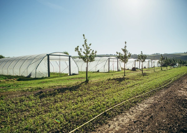 Gewächshäuser und junge Bäume auf einer sonnigen, landwirtschaftlichen Fläche