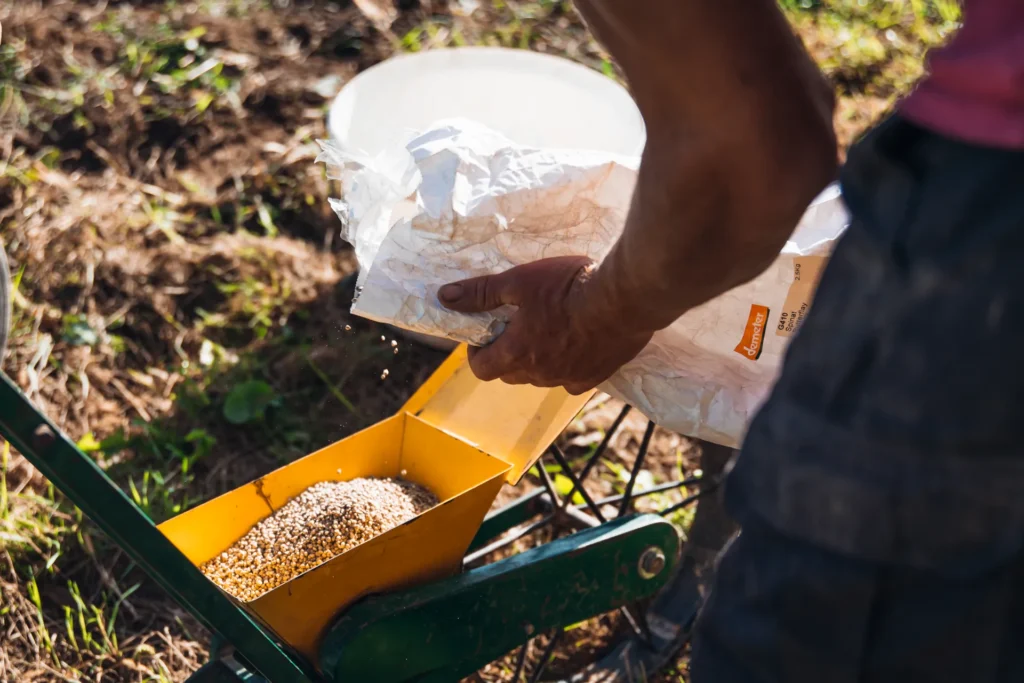 Samenfeste Sorten für die Solawi: Ein Gärtner füllt Demeter-Spinatsaatgut aus der Tüte in den Behälter der Handsämaschine im Lebensgarten Dreisamtal.