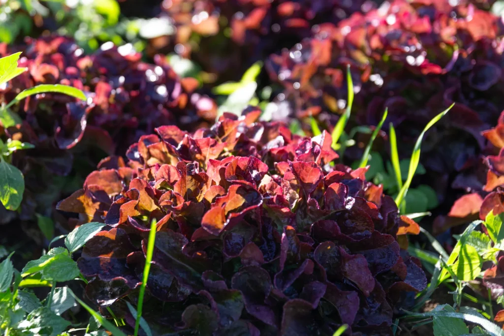 Frische und Vielfalt: Nahaufnahme von leuchtend rotem Eichblattsalat (Lollo Rosso), der in der Sonne auf dem Acker des Lebensgarten Dreisamtal glänzt.