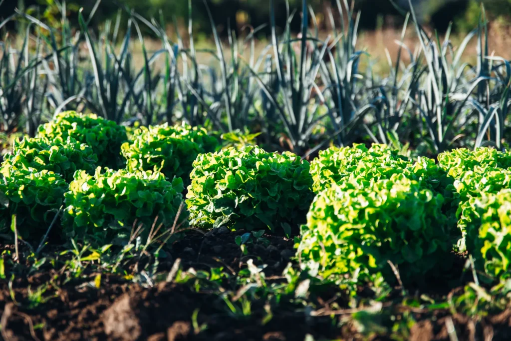 Ökologische Mischkultur: Blick über grüne Salatköpfe hin zu Reihen von Lauch auf dem fruchtbaren Boden der Solawi Lebensgarten Dreisamtal.