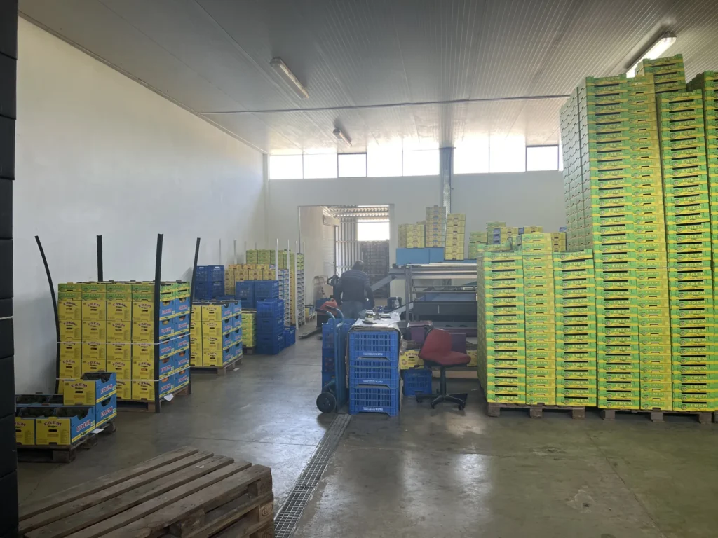 Logistik hinter den Kulissen: Blick in das große Sammellager auf Kreta, wo Paletten mit gelben Erntekisten bis zur Decke gestapelt auf den Transport nach Deutschland warten.
