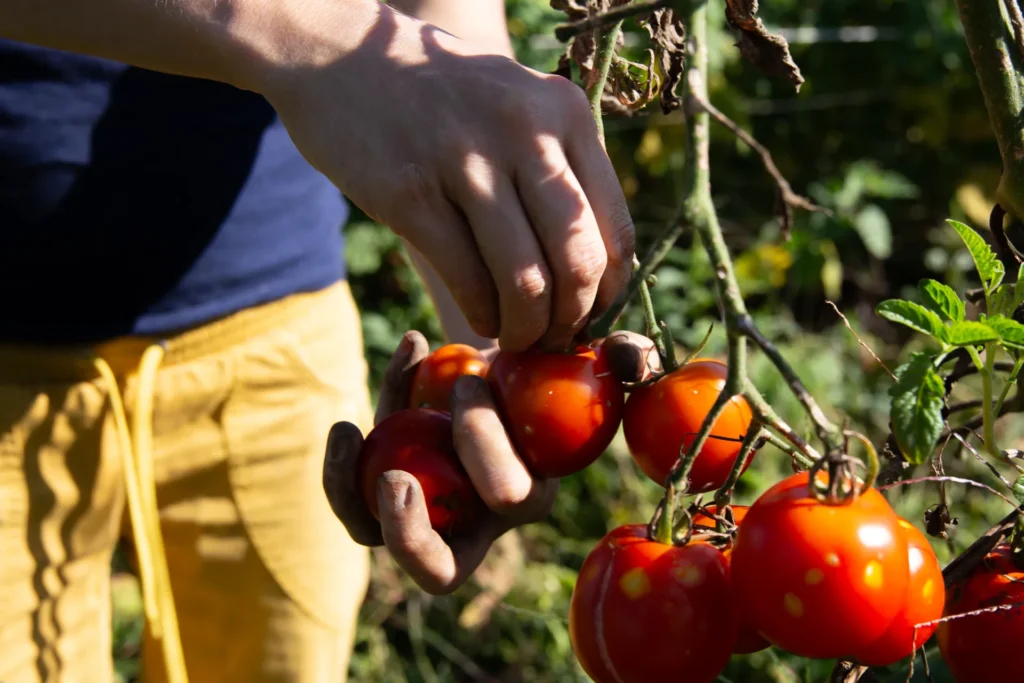 Handarbeit bei der Ernte: Ein Gärtner pflückt reife, rote Tomaten direkt vom Strauch im Folientunnel des Lebensgarten Dreisamtal.