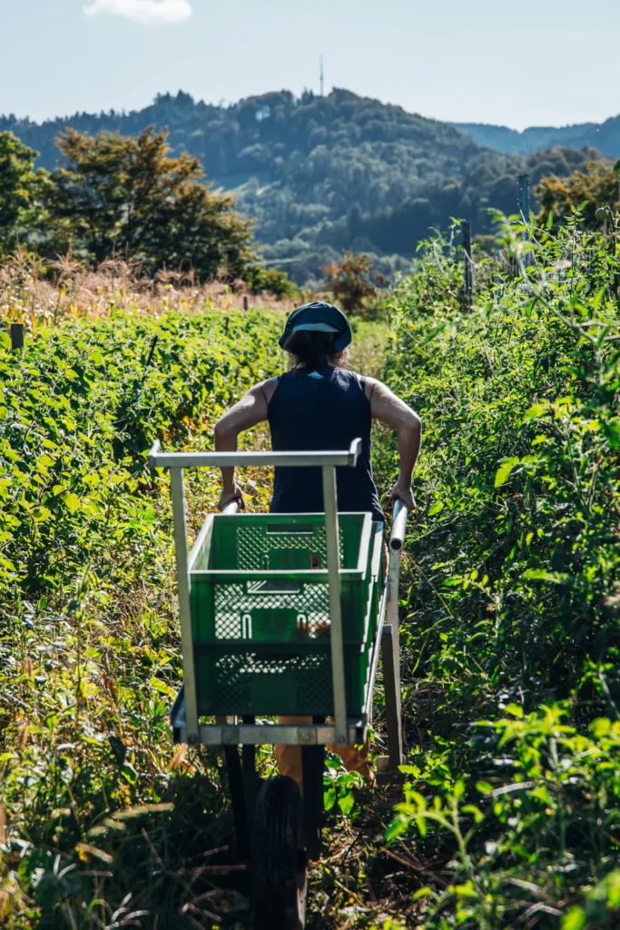 Idyllische Feldarbeit: Eine Gärtnerin schiebt eine Schubkarre mit grünen Erntekisten durch die Pflanzenreihen im Lebensgarten Dreisamtal, im Hintergrund die Berge des Schwarzwalds.